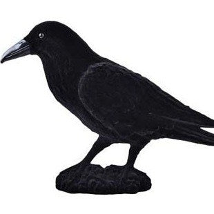 Bartram the Raven bird