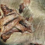 FX Transers - Zombie Gash