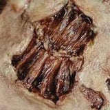 FX Transers Small / Bite